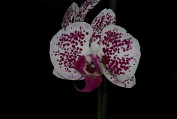 Фаленопсис (Phalaenopsis)