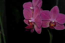 Орхидея фаленопсис (Phalaenopsis)