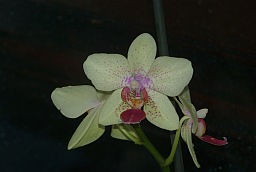 Фаленопсис (Phalaenopsis)