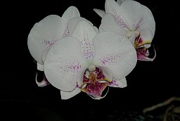 Фаленопсис (Phalaenopsis)