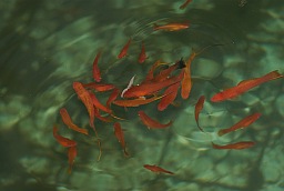 Меченосцы (Xiphophorus)