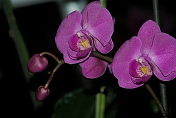 Фаленопсис (Phalaenopsis)
