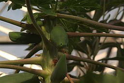 Дынное дерево, папайя (Carica papaya)