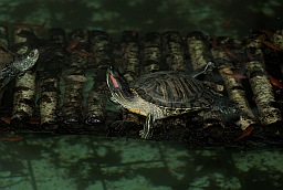 Красноухая черепаха (Trachemys scripta)