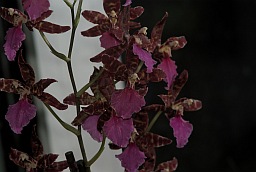 Цимбидиум (Cymbidium)