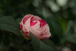 Камелия японская (Camellia japonica)