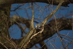 Обыкновенный поползень (Sitta europaea)