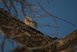 Обыкновенный поползень (Sitta europaea)