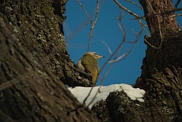 Седой зелёный дятел (Picus canus)