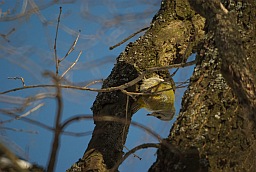 Седой зелёный дятел (Picus canus)