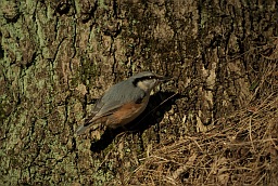 Обыкновенный поползень (Sitta europaea)