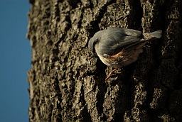 Обыкновенный поползень (Sitta europaea)