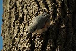 Обыкновенный поползень (Sitta europaea)