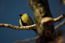 Большая синица (Parus major)