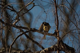 Большая синица (Parus major)