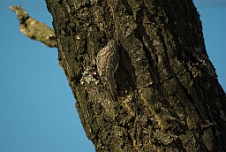 Обыкновенная пищуха (Certhia familiaris)