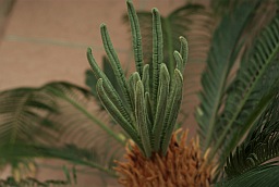 Саговник (Cycas)