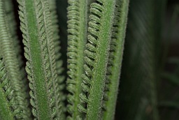 Саговник (Cycas)
