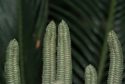 Саговник (Cycas)