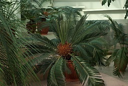 Саговник (Cycas)