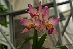 Кажется, дендробиум (Dendrobium)