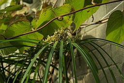Циперус (Cyperus)