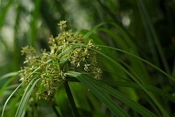 Циперус (Cyperus)