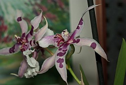 Орхидея каттлея (Cattleya)