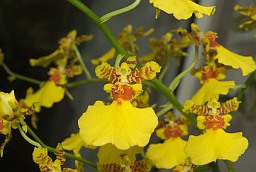 Oncidium