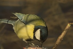 Great tit (Parus major)