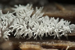 Цератиомикса кустарничковая (Ceratiomyxa fruticulosa)
