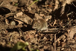 Домовая мышь (Mus musculus)