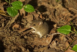Домовая мышь (Mus musculus)