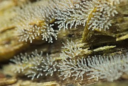Цератиомикса кустарничковая (Ceratiomyxa fruticulosa)