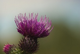 Чертополох шиповатый (Carduus acanthoides)
