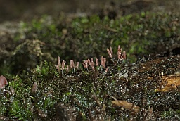 Стемонитопсис (Stemonitopsis typhina)