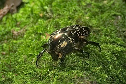 Бронзовка мраморная (Protaetia marmorata)