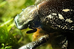 Бронзовка мраморная (Protaetia marmorata)