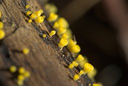 Аскаболус (Ascobolus lignatilis)