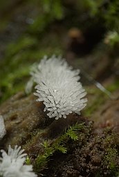 Цэраціамікса хмызнячковая (Ceratiomyxa fruticulosa)