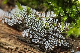 Цэраціамікса хмызнячковая (Ceratiomyxa fruticulosa)