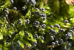 Фізарум (Physarum nutans)
