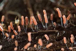 Сцеманітопсіс (Stemonitopsis typhina)