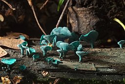 Хлорацыборыя сіне-зелянявая (Chlorociboria aeruginascens)