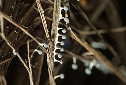 Фізарум (Physarum nutans)