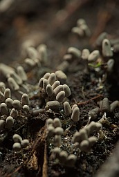 Арцырыя папялістая (Arcyria cinerea)