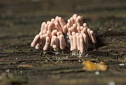 Арцырыя цялесная (Arcyria incarnata)