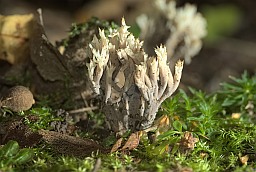 Клавуліна грабеністая (Clavulina cristata)