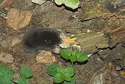 Крот звычайны (Talpa europaea)