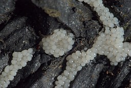 Трыхiя зманлівая (Trichia decipiens)